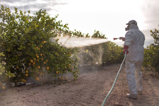 Best Pest Control for Homes  in Phillipsburg, KS