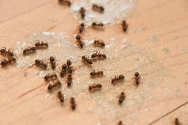 Best Wasp Removal Services  in Phillipsburg, KS
