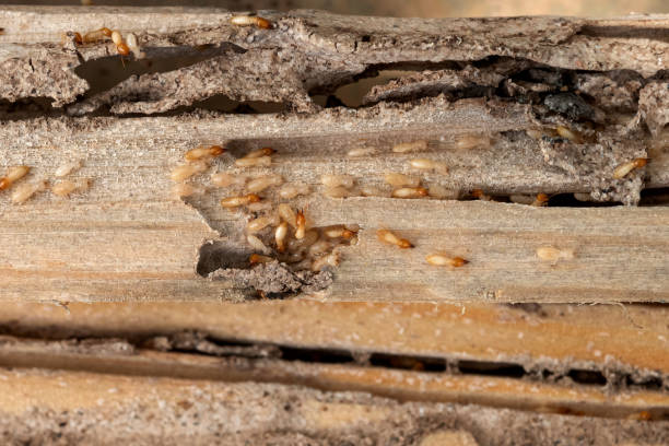 Best Flea Control Services  in Phillipsburg, KS
